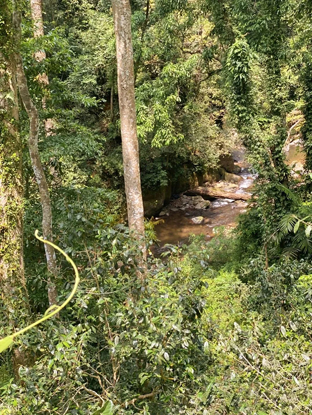 中茶茗山一扇磨易武普洱茶