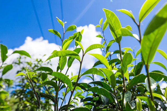 大树当康普洱茶