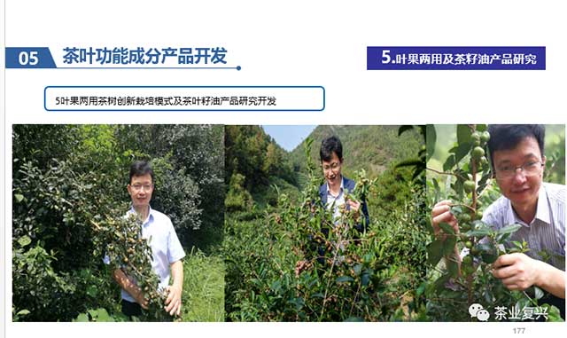 王岳飞中国茶文化与茶健康