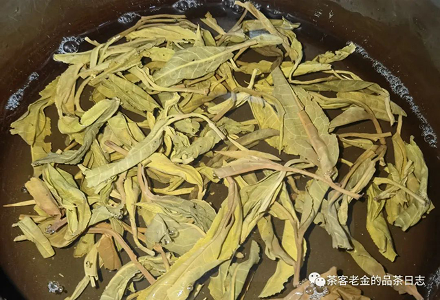 萧关茶事2022年打落古树普洱茶