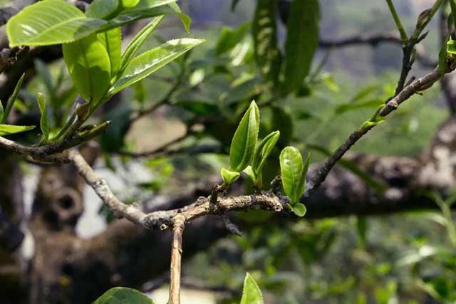 龙润茶2022吉祥如意普洱茶