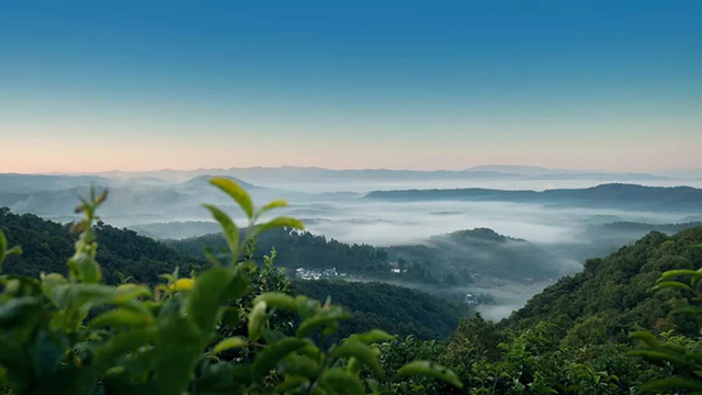 龙润茶大师普洱茶