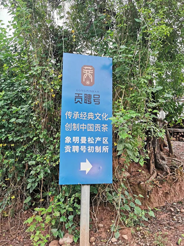 曼松贡茶