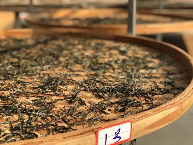 曼松贡茶