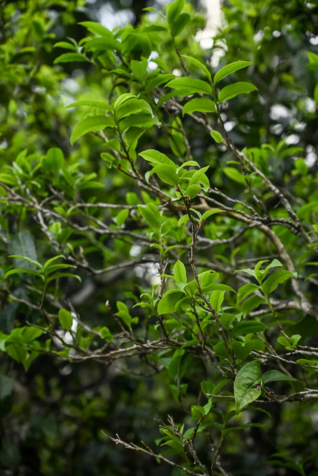 曼松贡茶
