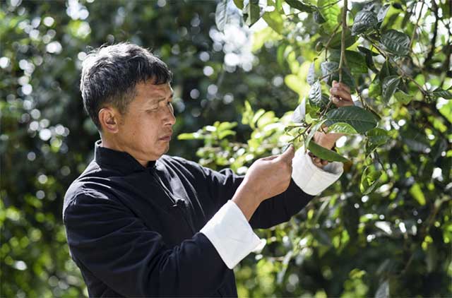 龙润茶2022布朗山古树黄印普洱茶