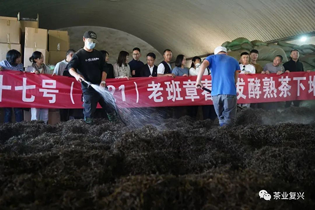 老班章十七号熟茶发酵