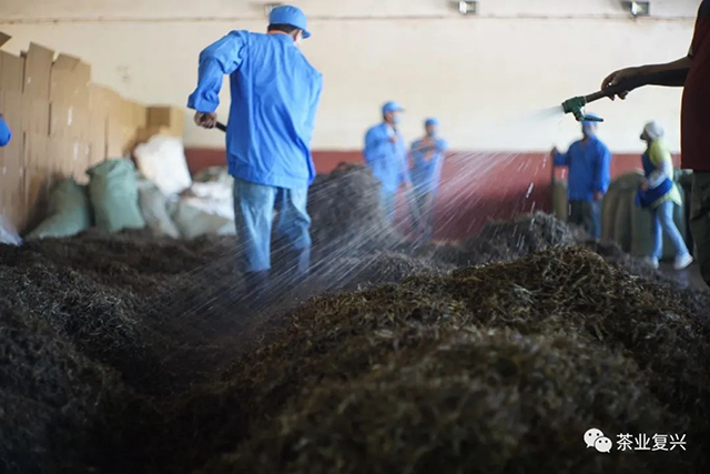 老班章大堆熟茶发酵