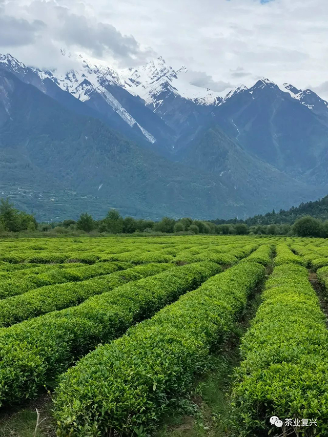 西藏易贡茶厂志