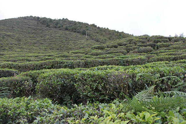 凤庆岔河生态茶园