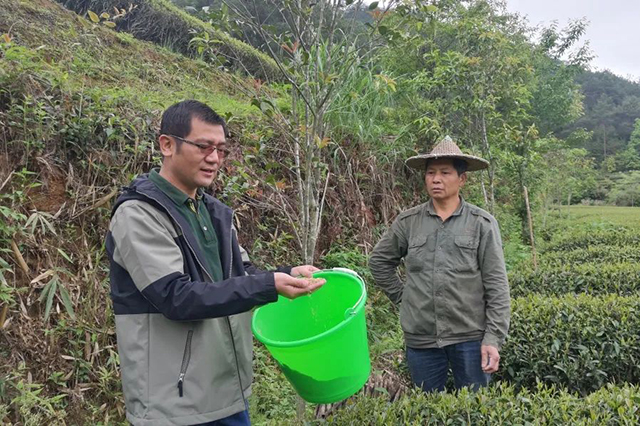 福建省武夷山市的绿色防控科技人员刘文在指导茶农开展以虫防虫熊慎端摄