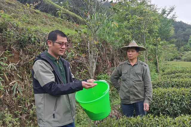 福建省武夷山市的绿色防控科技人员刘文在指导茶农开展以虫防虫熊慎端摄