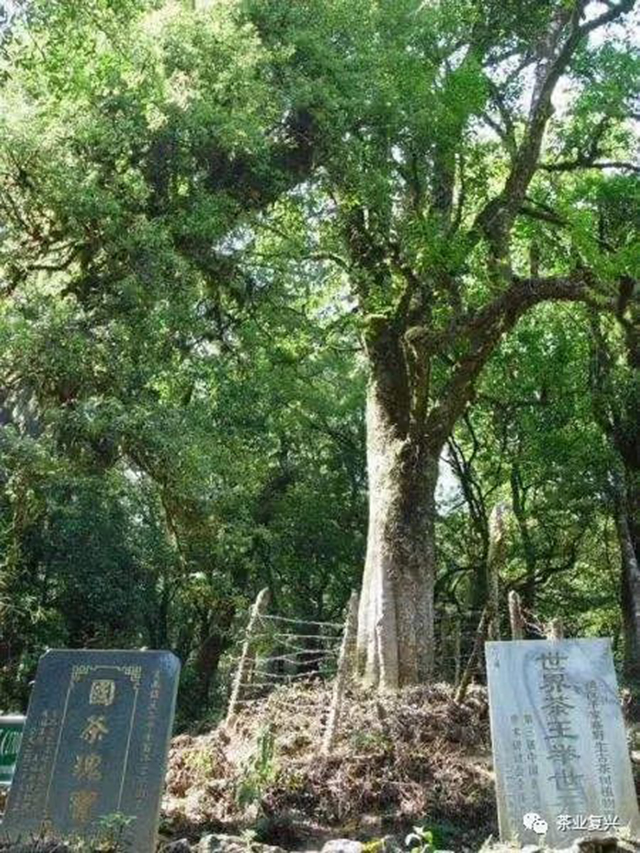 镇沅大茶树年龄