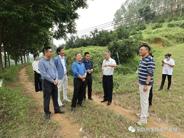 在新会柑坡地种植基地开展实地交流