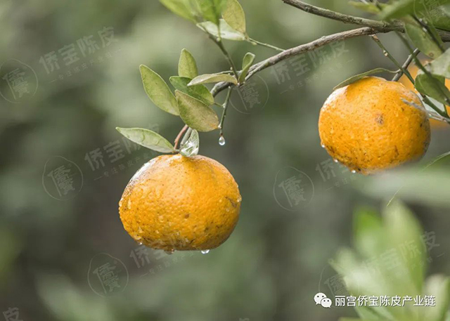 新会陈皮制作技艺