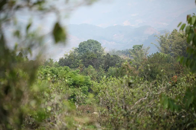 荣瑞祥热水塘大弯刀3年陈熟茶砖