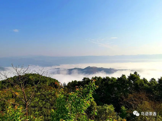 云雾缭绕基诺山攸乐山