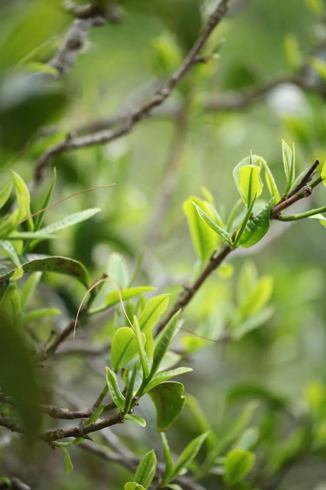 荣瑞祥2020年热水塘桃子寨熟茶砖