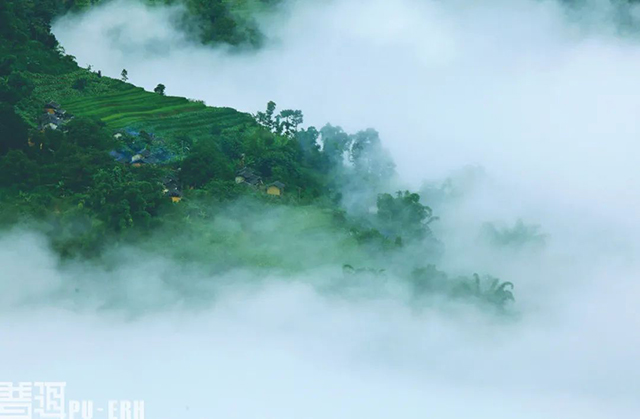 镇沅爷号茶普洱茶