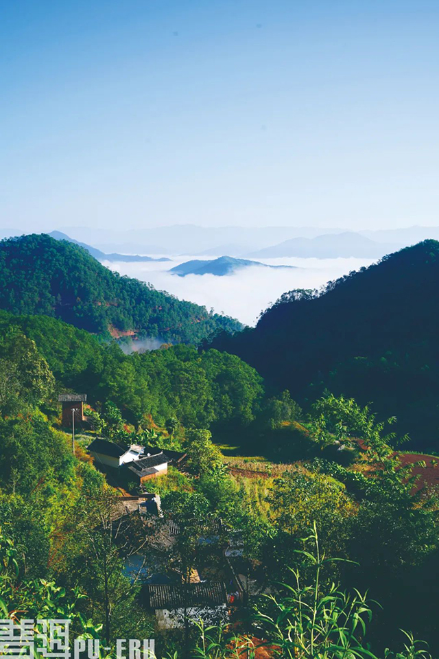 镇沅爷号茶普洱茶