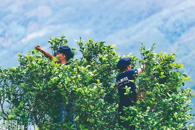 普洱杂志