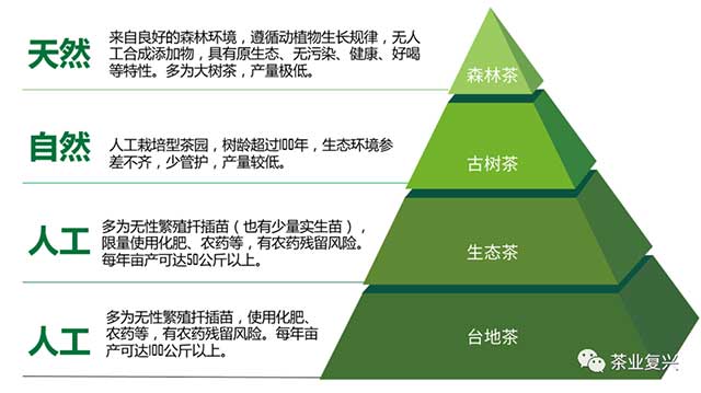 娄自田云南白茶高端白茶价值体系解构