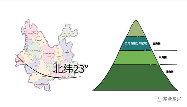 娄自田云南白茶高端白茶价值体系解构