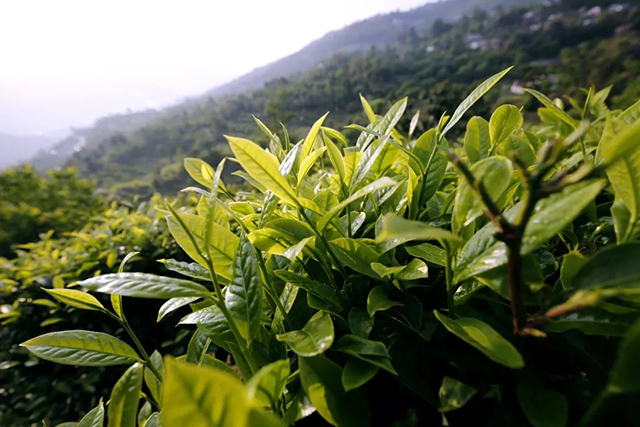 龙润茶兔饼瑞兔呈祥普洱茶品质特点