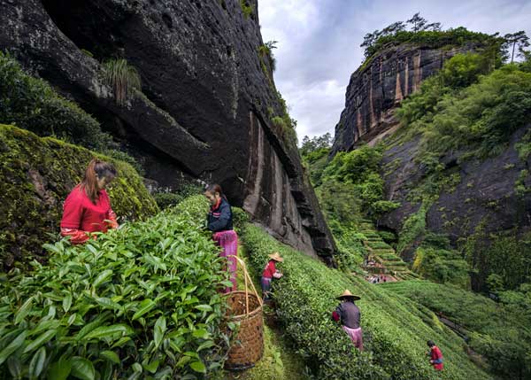 采茶工在福建武夷山茶园采茶