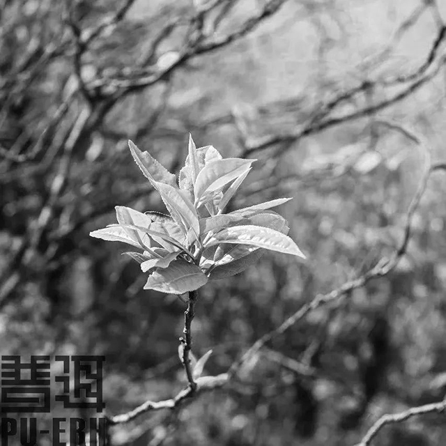古树普洱的古法制作技艺