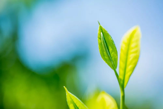 龙润茶绿印和龙润茶黄印