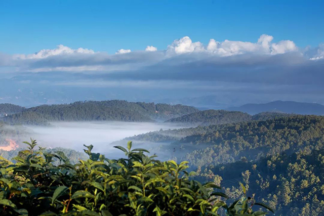 龙润茶绿印和龙润茶黄印