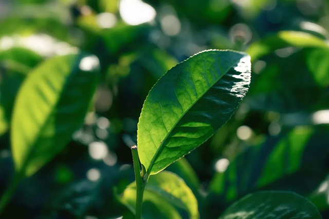 龙润茶绿印和龙润茶黄印