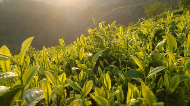 龙润茶绿印和龙润茶黄印