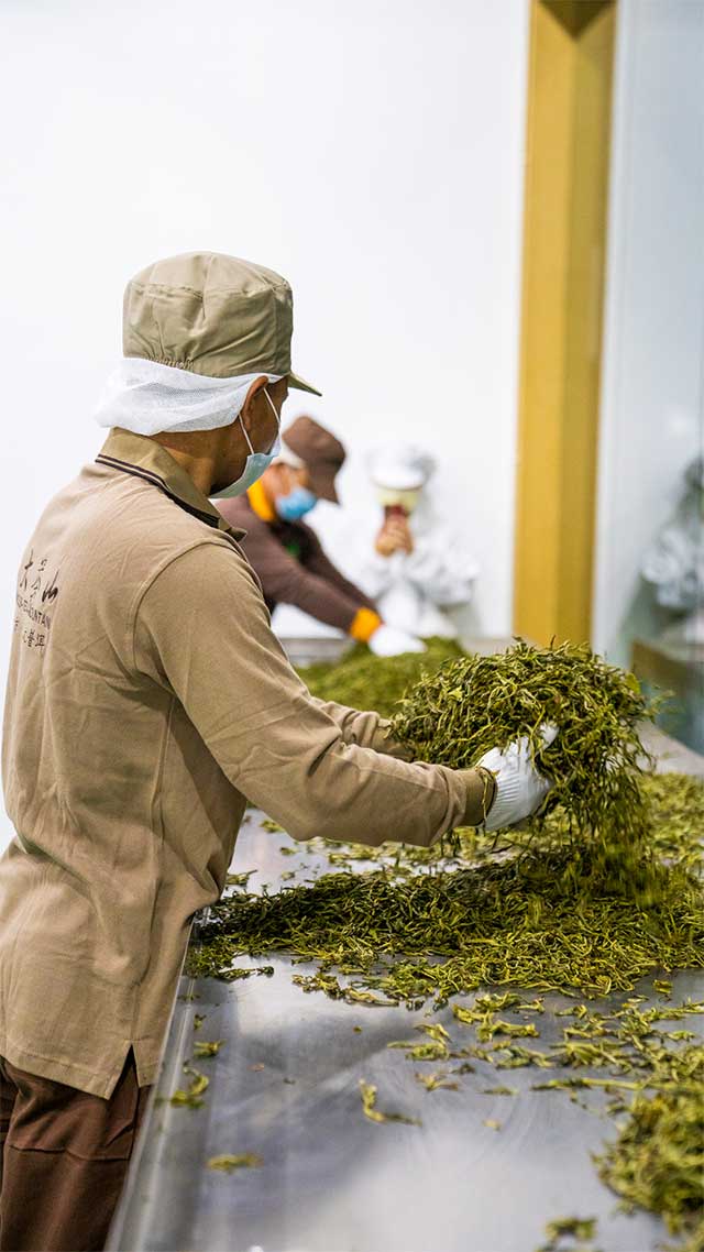 六大茶山历年获奖合集