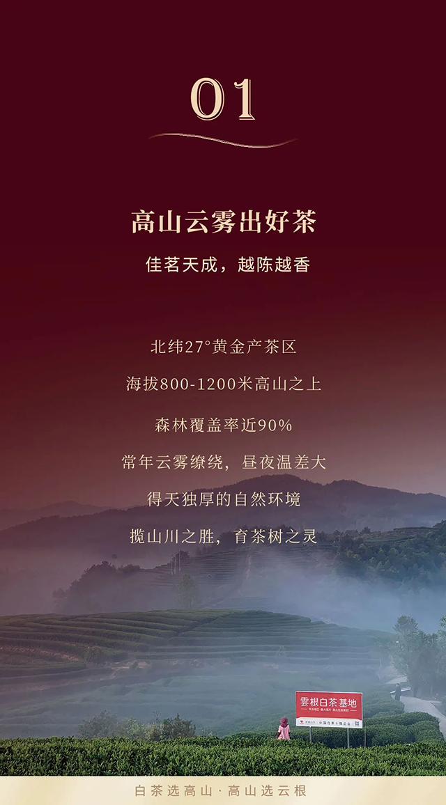 云根白茶御赐年号2014年高山白毫银针品质特点