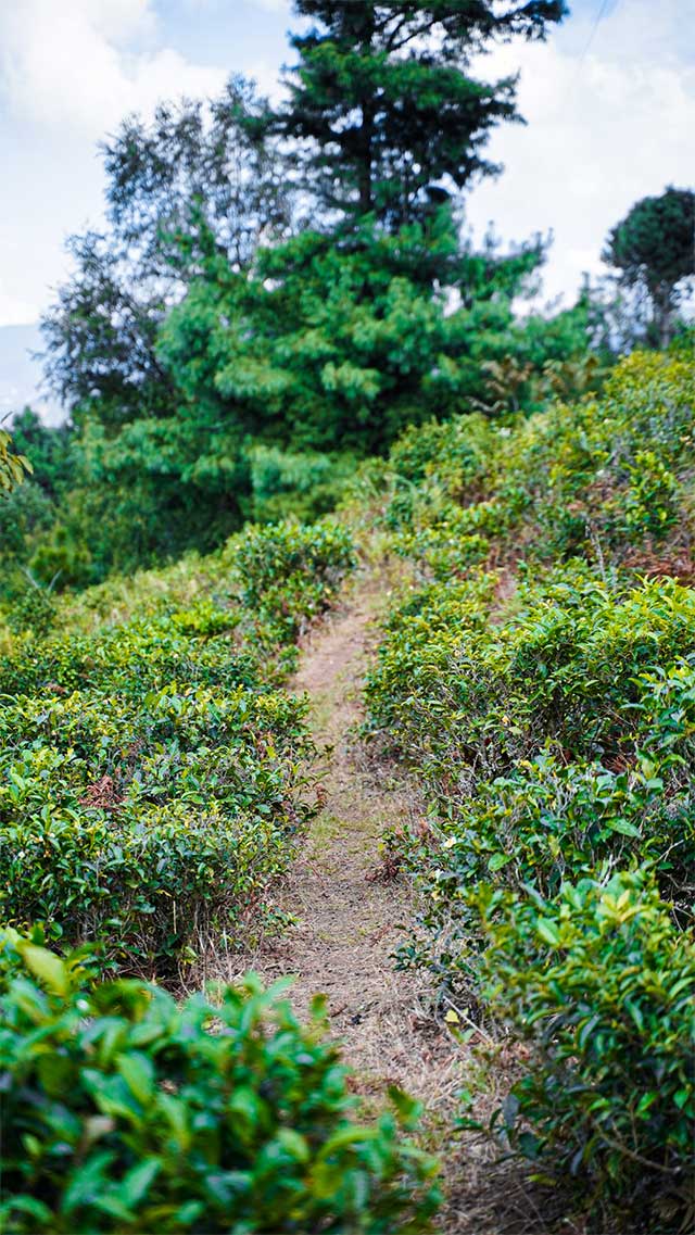 六大茶山绿标俊昌号