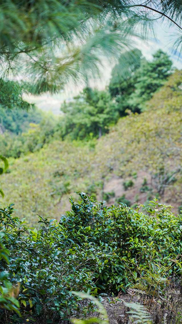 六大茶山绿标俊昌号