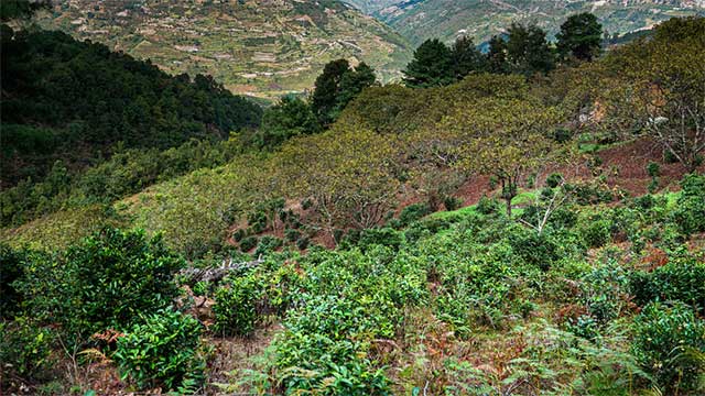 六大茶山绿标俊昌号