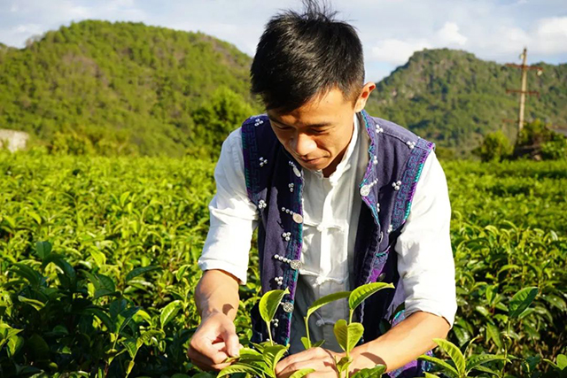 普洱杂志