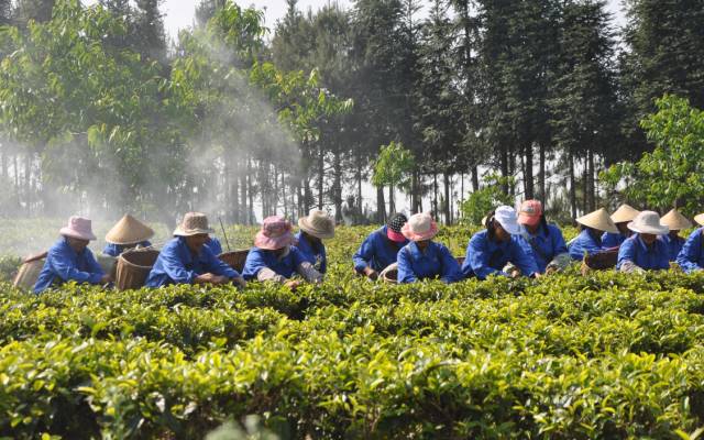 龙润茶2022大师普洱茶品质特点