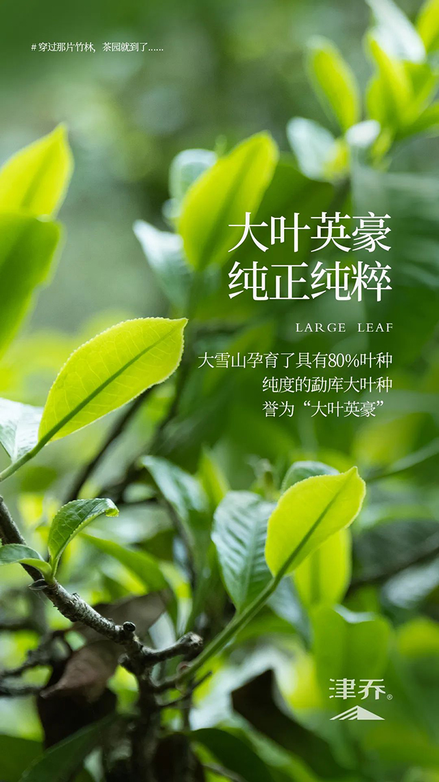 津乔普洱茶
