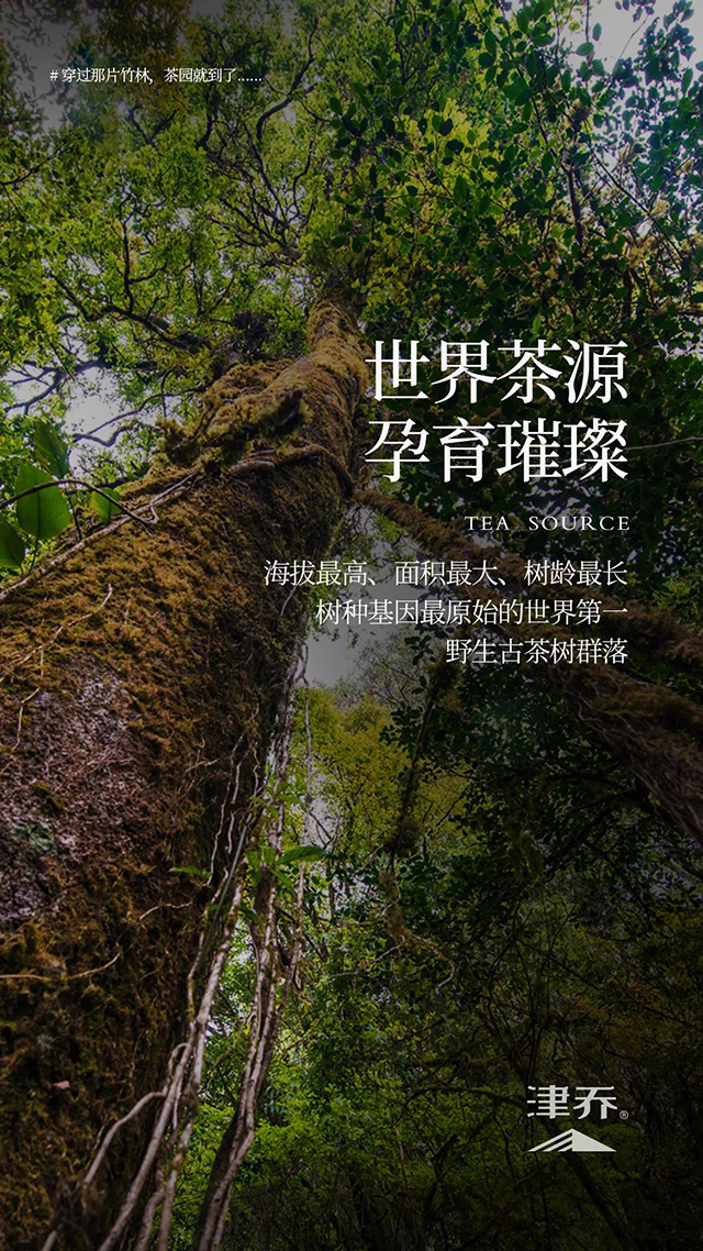 津乔普洱茶