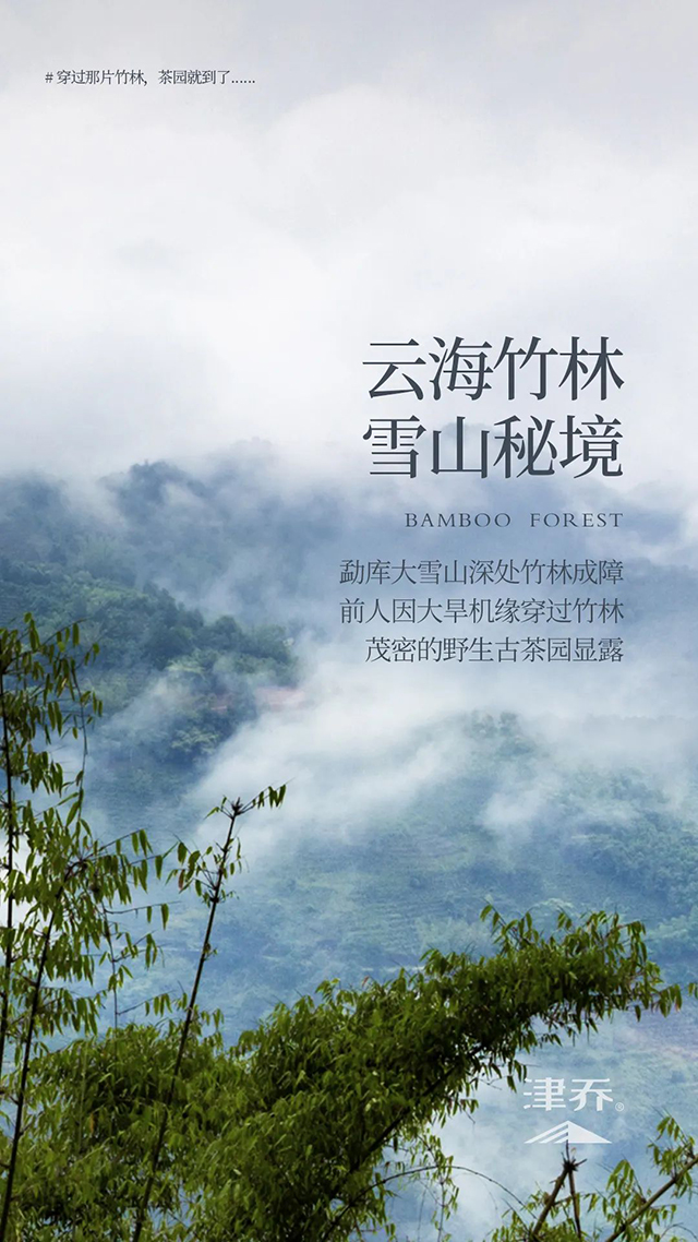 津乔普洱茶