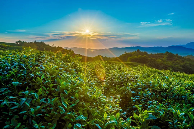 龙润茶瑞兔呈祥普洱茶