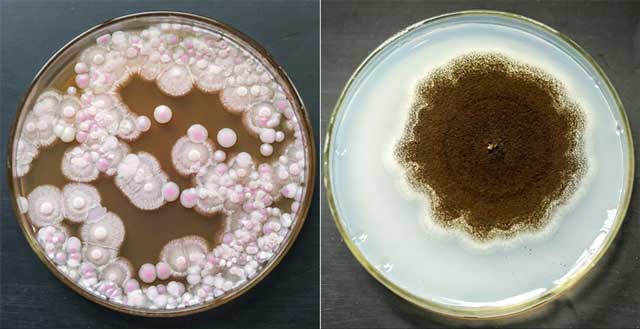 参与熟茶发酵的微生物菌株