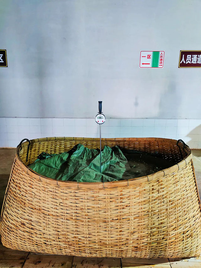 熟茶发酵技术