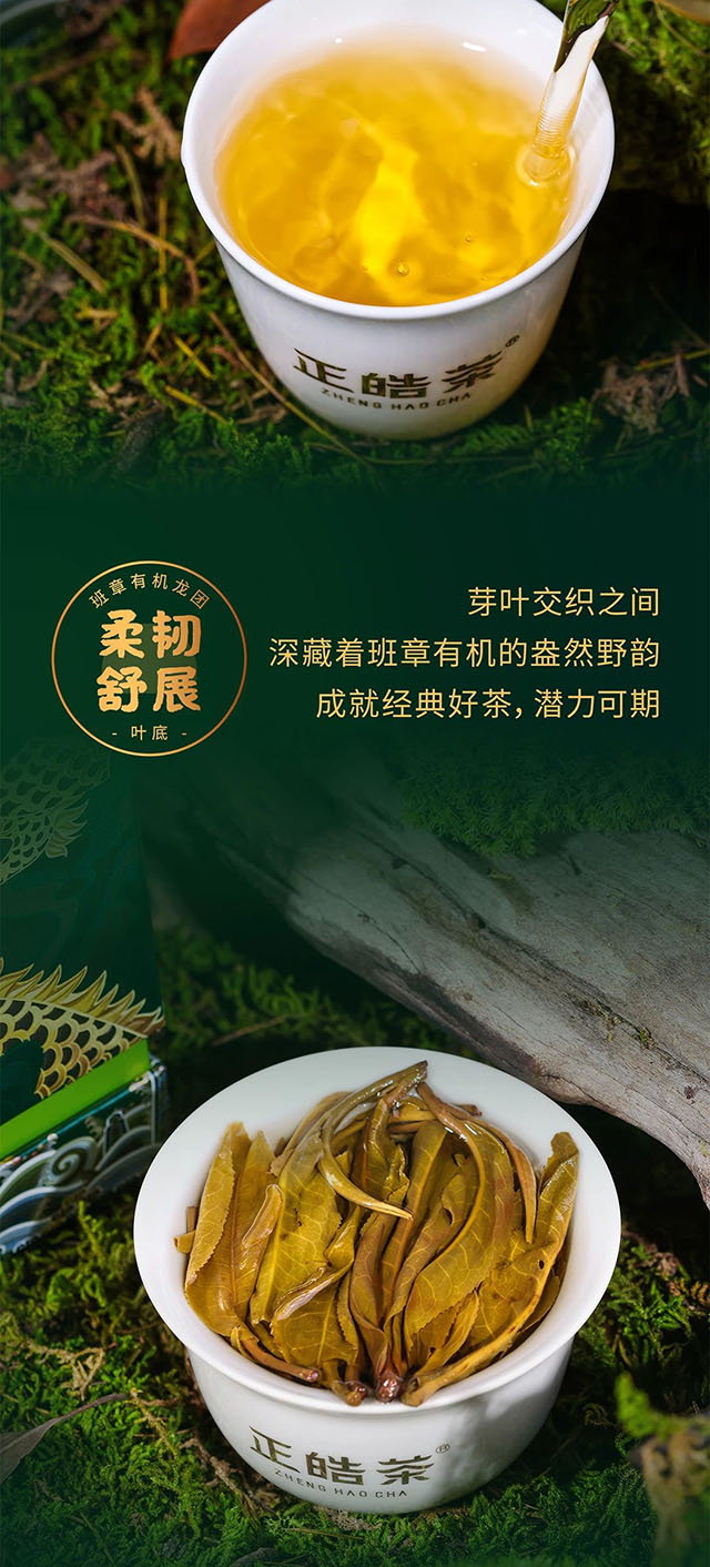 正皓茶2022班章有机龙团普洱茶