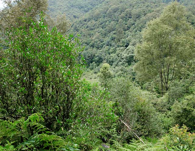 普洱茶区南板古茶园茶山实拍