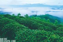 普洱杂志：关于普洱茶的分级体系的探讨